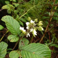 Rubus ellipticus Sm.